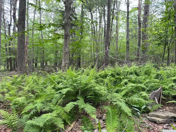 47 Shad RD, East Jewett, NY 12444