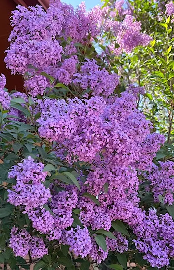 2550 Slocum Rd, Peyton, CO 80831-Lilac Bush
