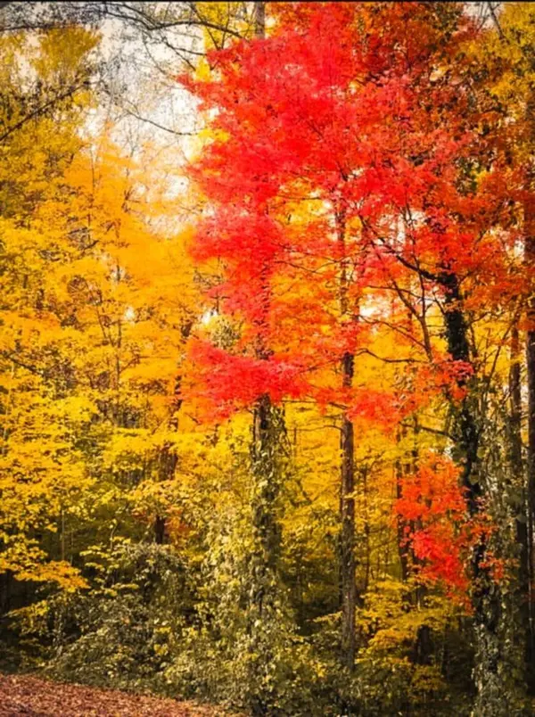 390 Morton Ln #1, Jellico, TN 37762