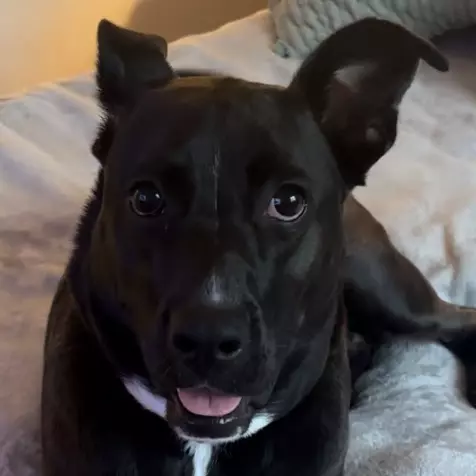 Starburst (Star) Maud