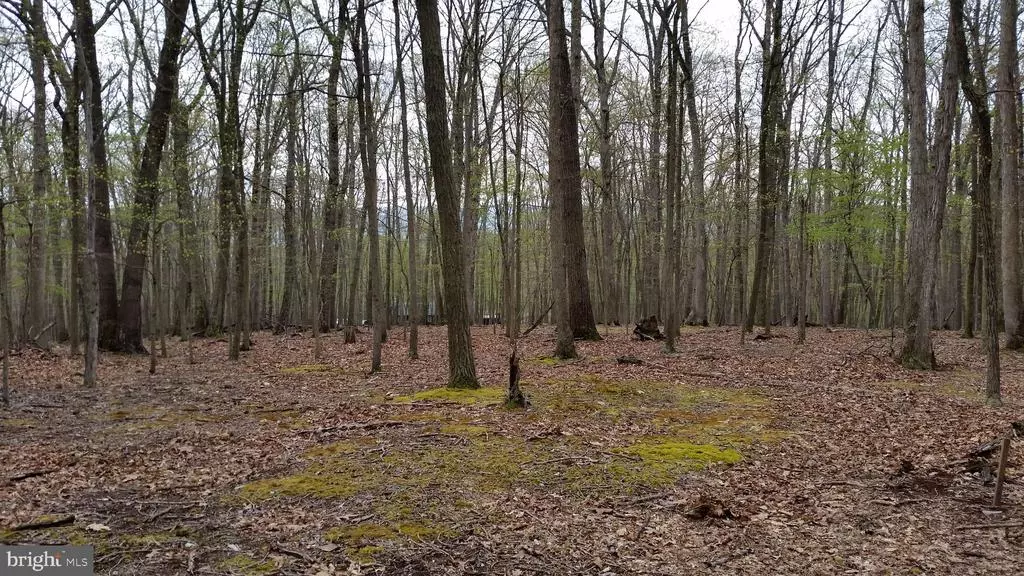 HONEY LOCUST, Great Cacapon, WV 25422