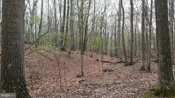 Great Cacapon, WV 25422,HONEY LOCUST