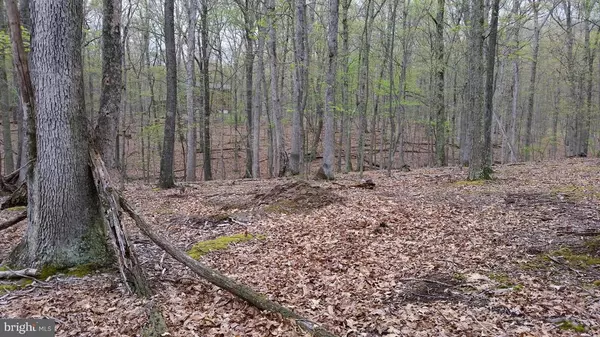 Great Cacapon, WV 25422,HONEY LOCUST